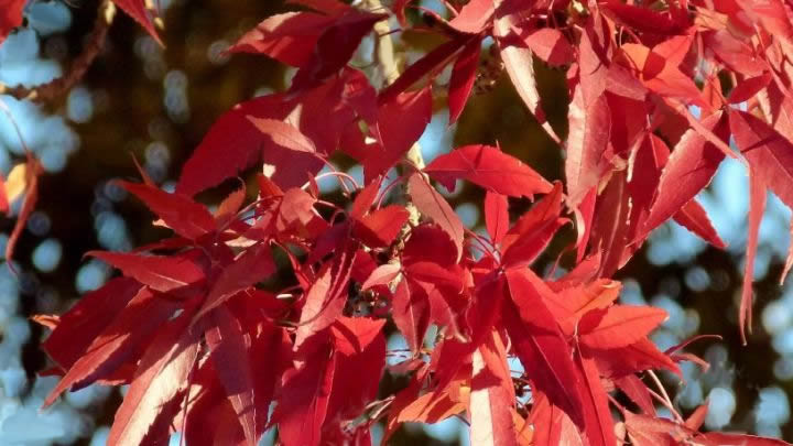 Fresno-rojo-1-1